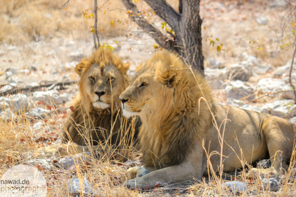 20131005-Namibia-IMG_9036