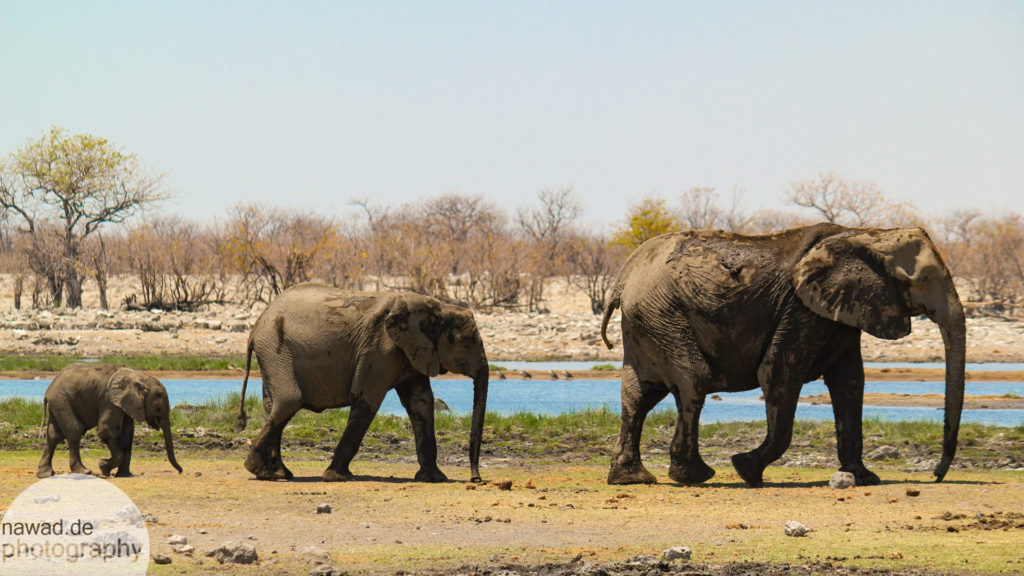 20131005-Namibia-IMG_9248