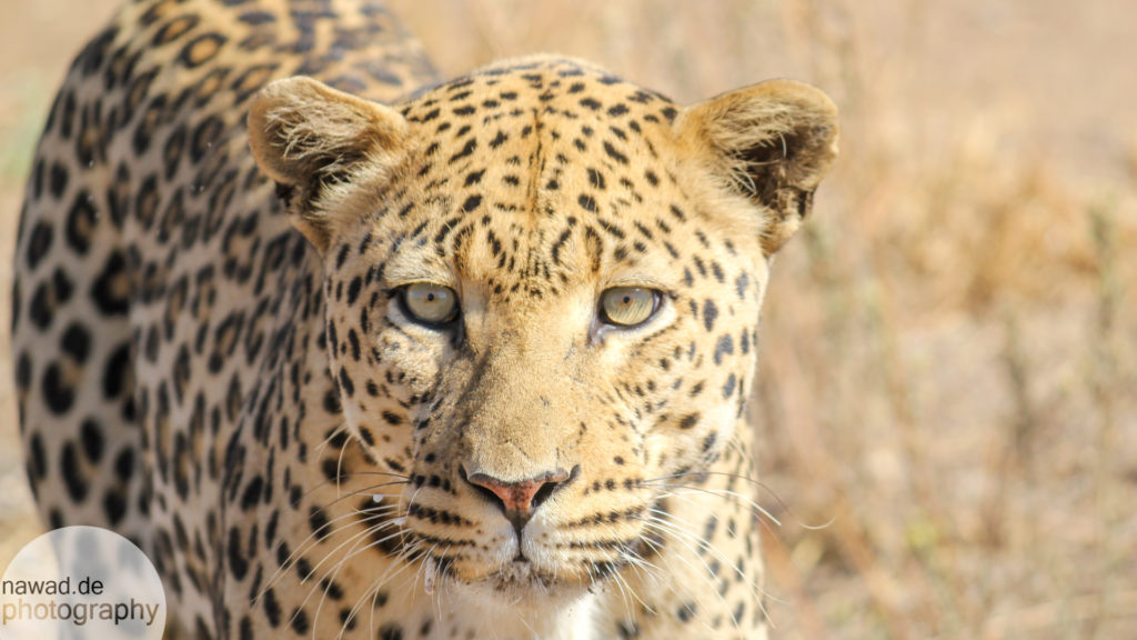 20131021-Namibia-IMG_1534